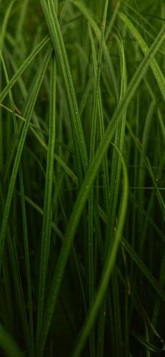 Nature HD Mobile Wallpaper 01