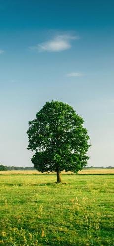 Nature HD Mobile Wallpaper 07